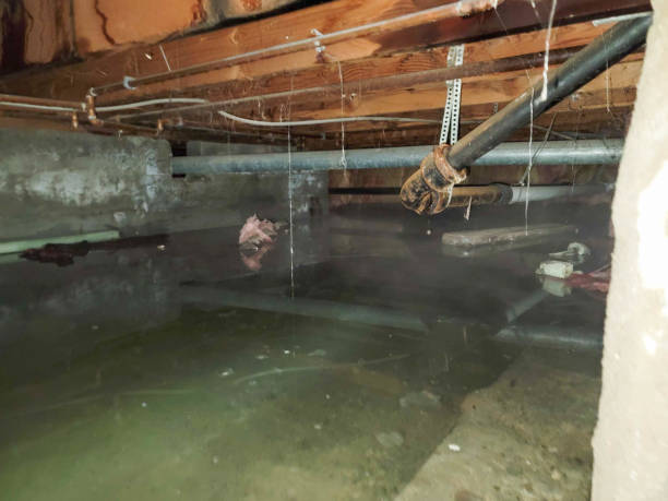 Best Water damage contractors near me  in Speedway, IN