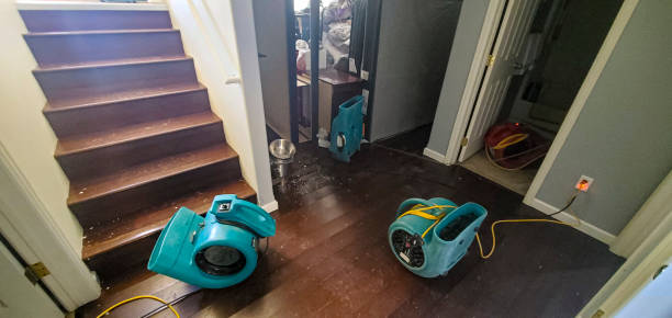 Best Mold removal after water damage  in Speedway, IN